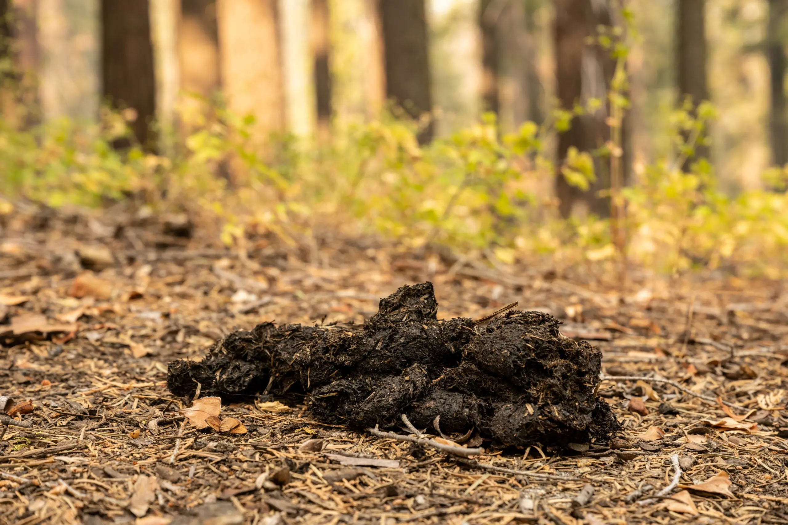 Photo of bear poop in the woods