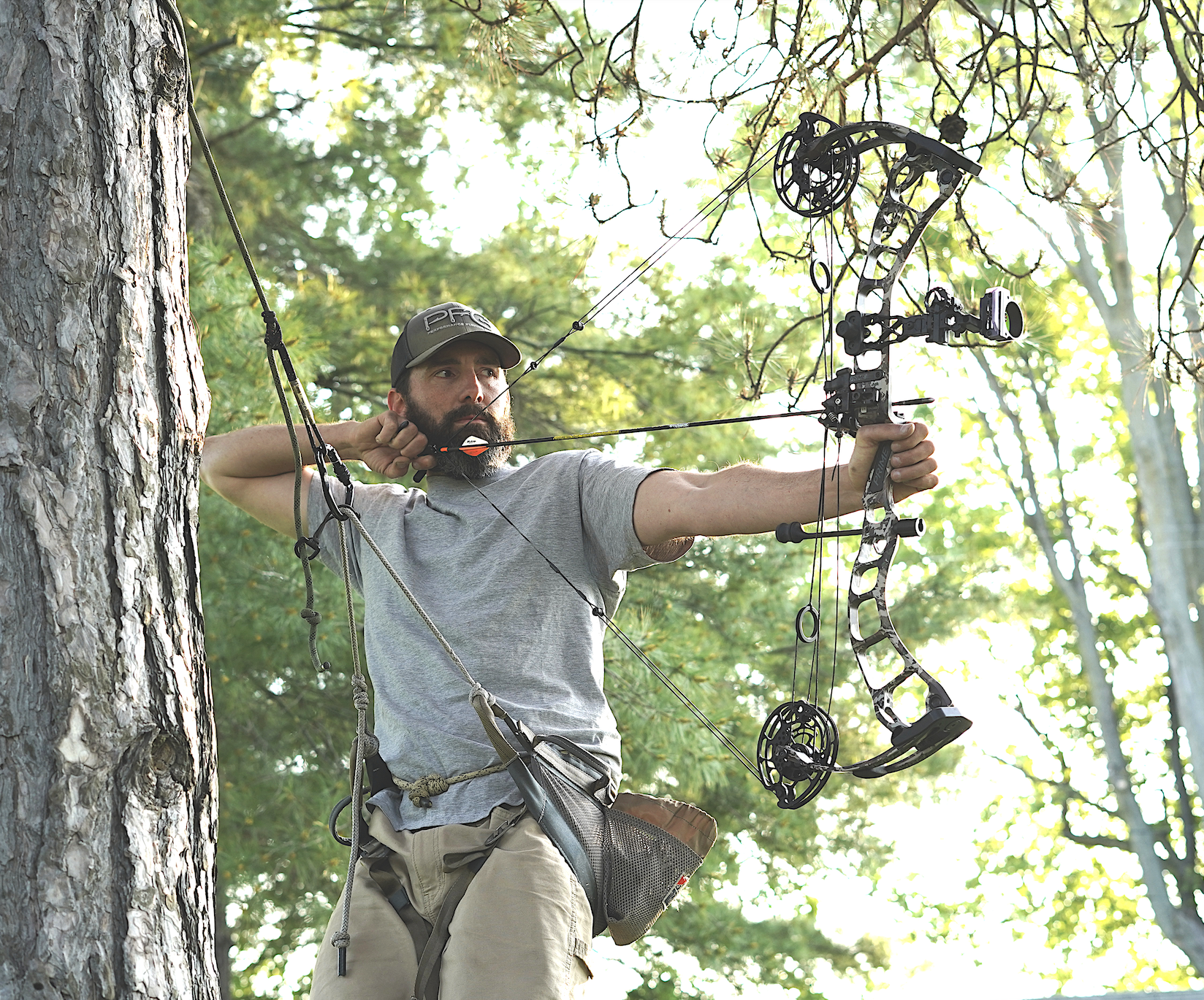 A hunter in a tree saddle draw a compound bow. 