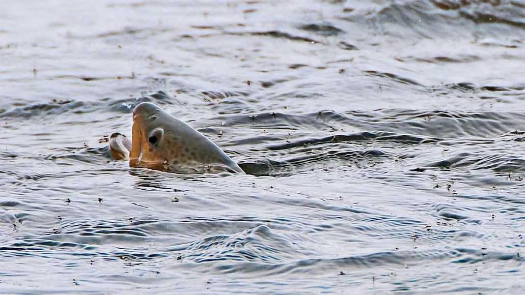 A brown trout rises during a trico mayfly hatch.