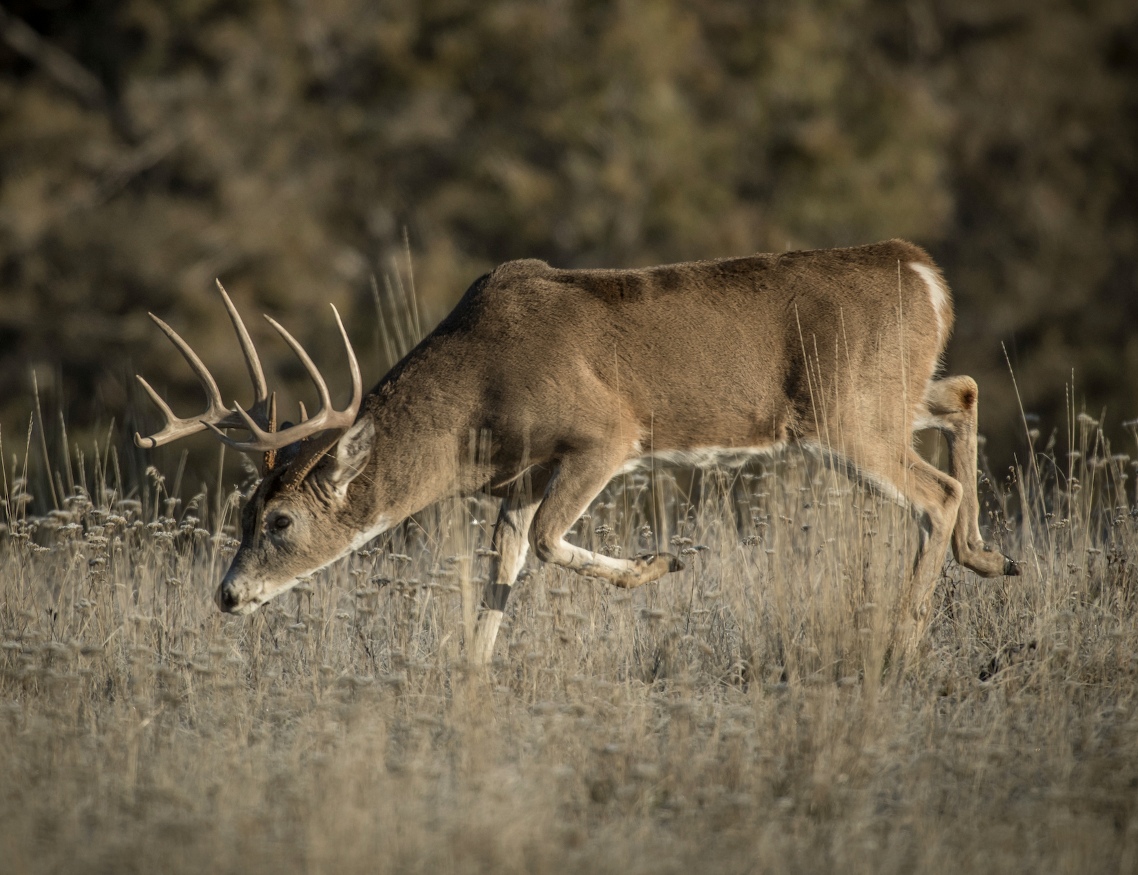 A buck with its nose to the ground, searches for a doe. 