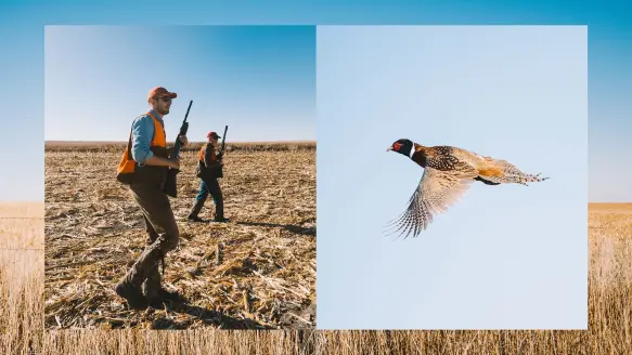 collage of hunters in cut field, pheasant flying, brown field