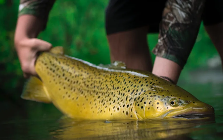 An angler poses with a trophy brown trout.