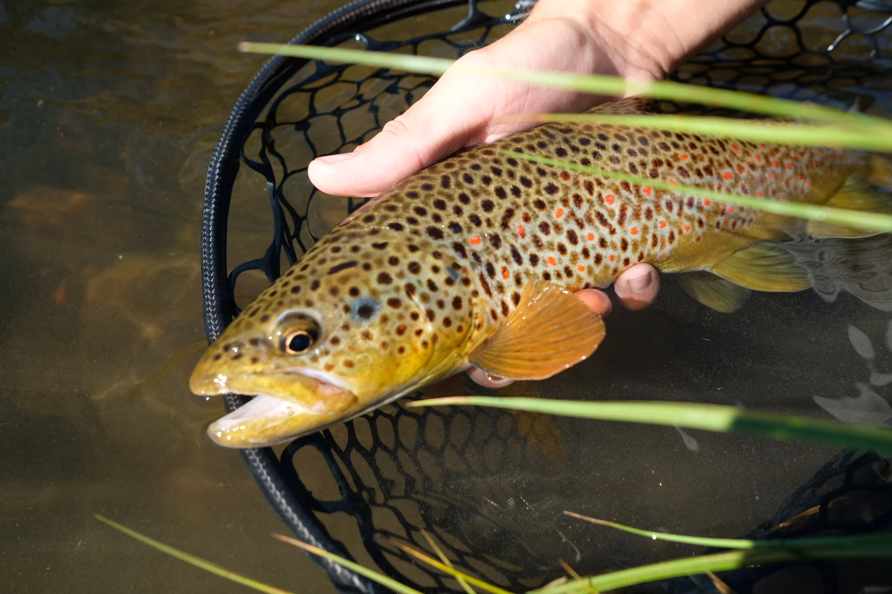 Angler holds brown trout over water