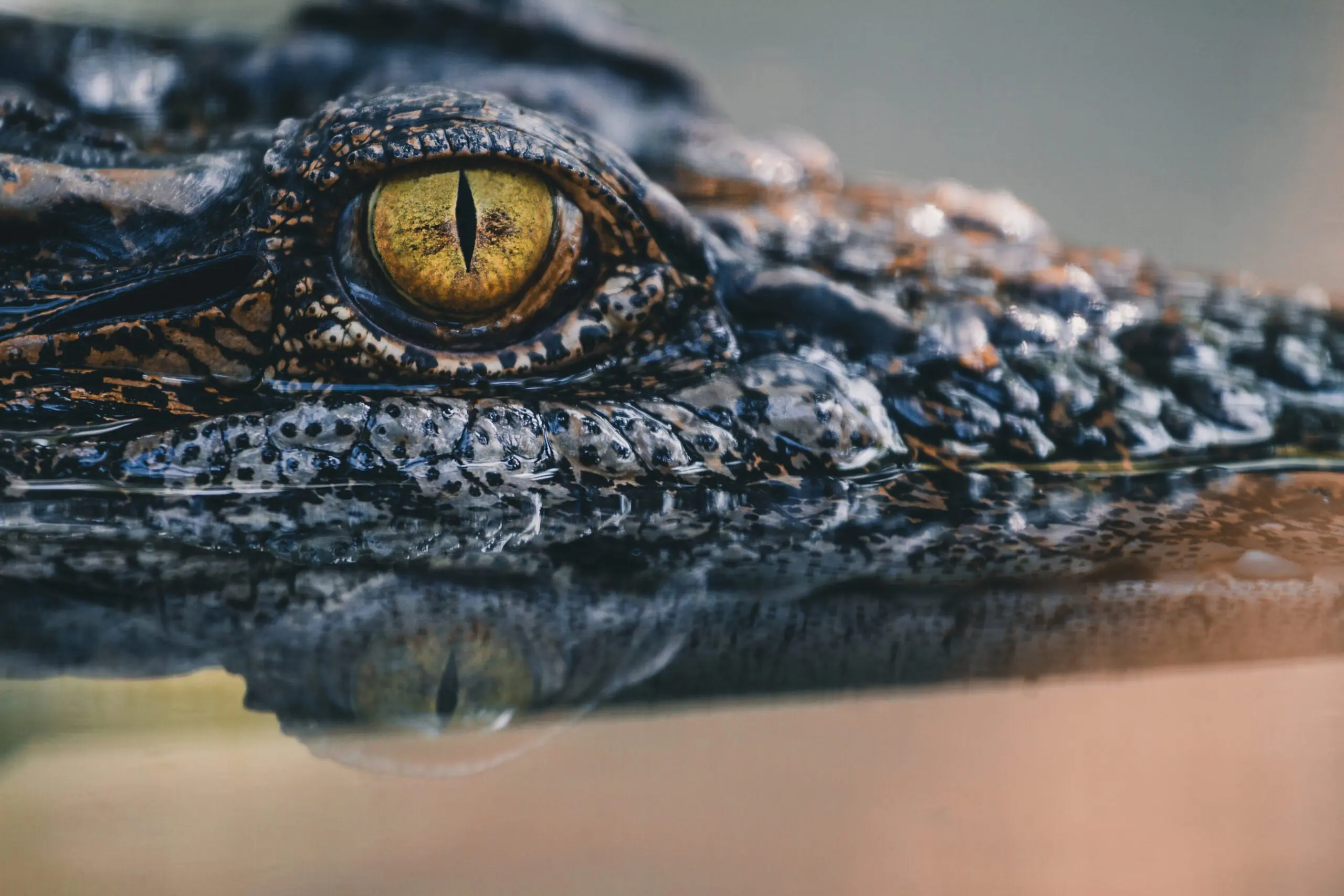 An up-close shot of an alligator's eye.