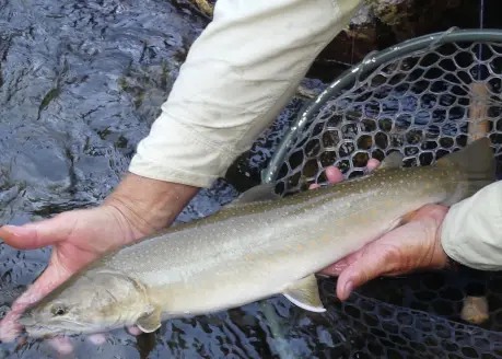 An angler holds a recently caught bull trout close to a net. 