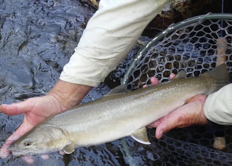 An angler holds a recently caught bull trout close to a net.