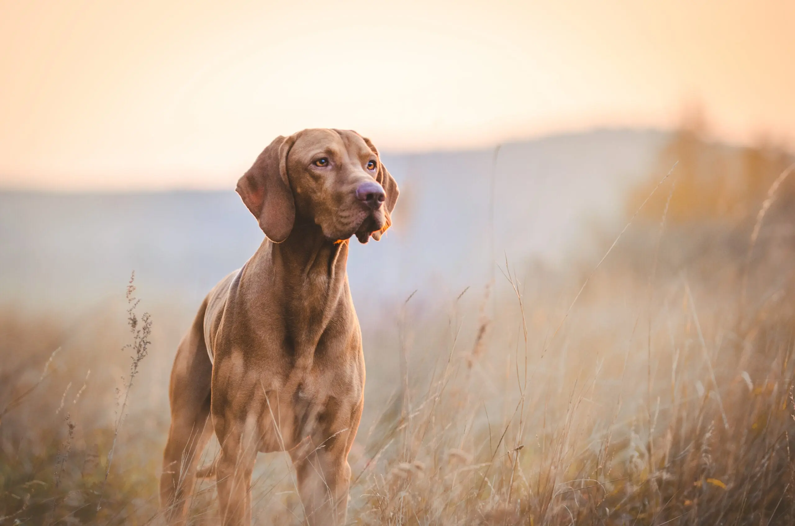 Photo of a vizsla hunting