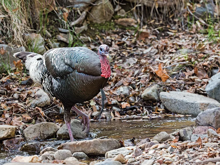 httpswww-fieldandstream-comsitesfieldandstream-comfilesimages201703gobblersblows-jpg