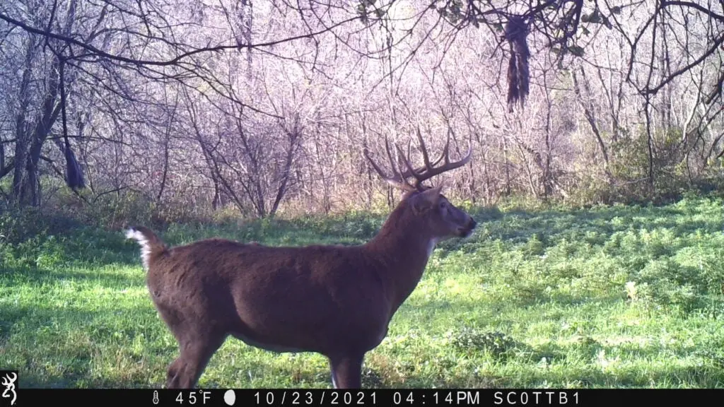 Whitetail buck making scrape