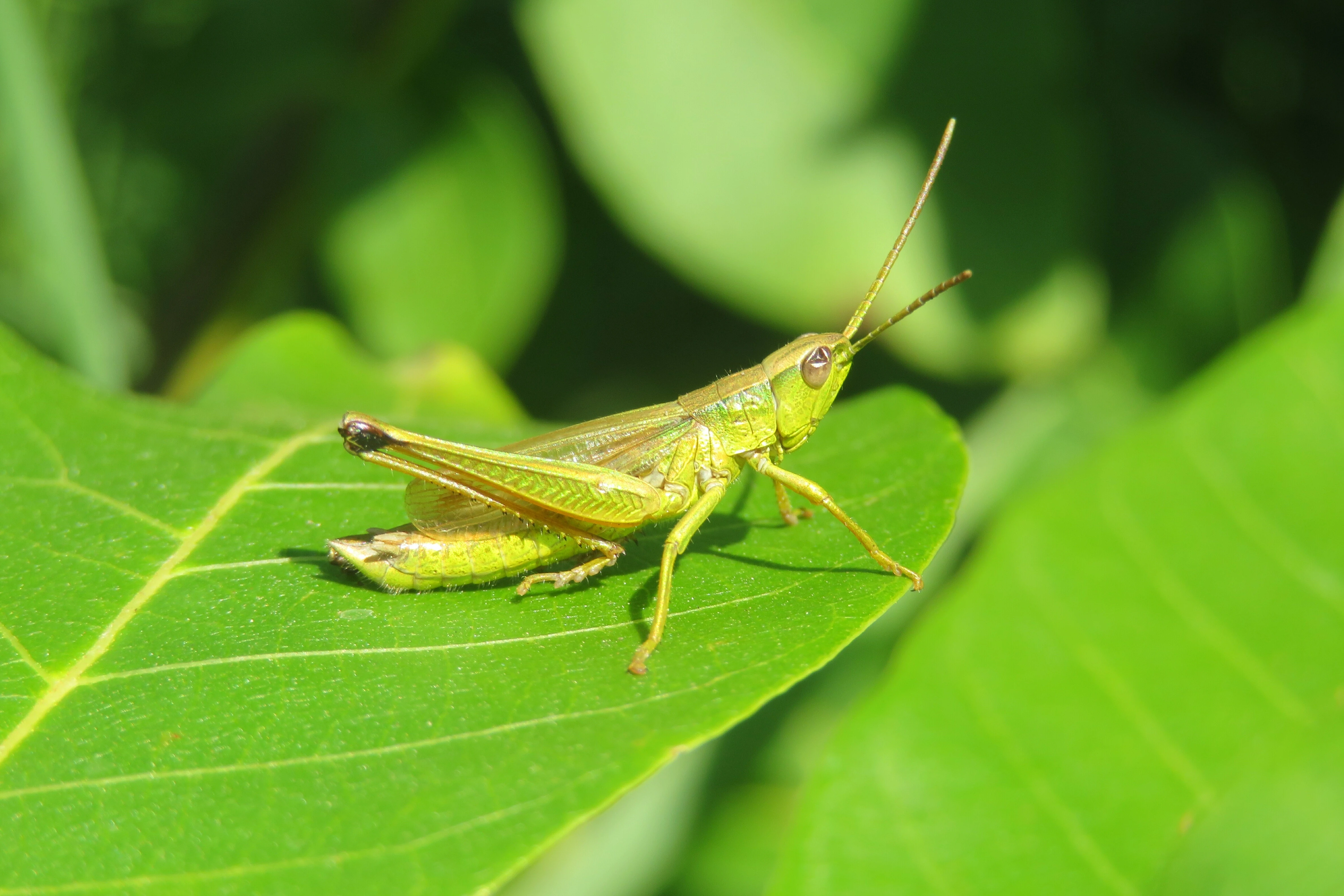 A grasshopper on a leaf