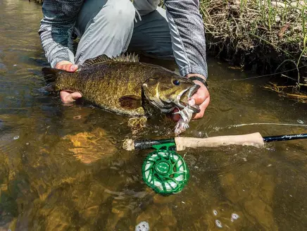 Smallmouth bass caught on a fly rod