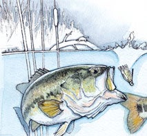 httpswww-fieldandstream-comsitesfieldandstream-comfilesimport2014201408bassteaser-jpg