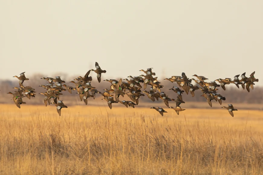 Flock of green-winged and blue-winged teal flying