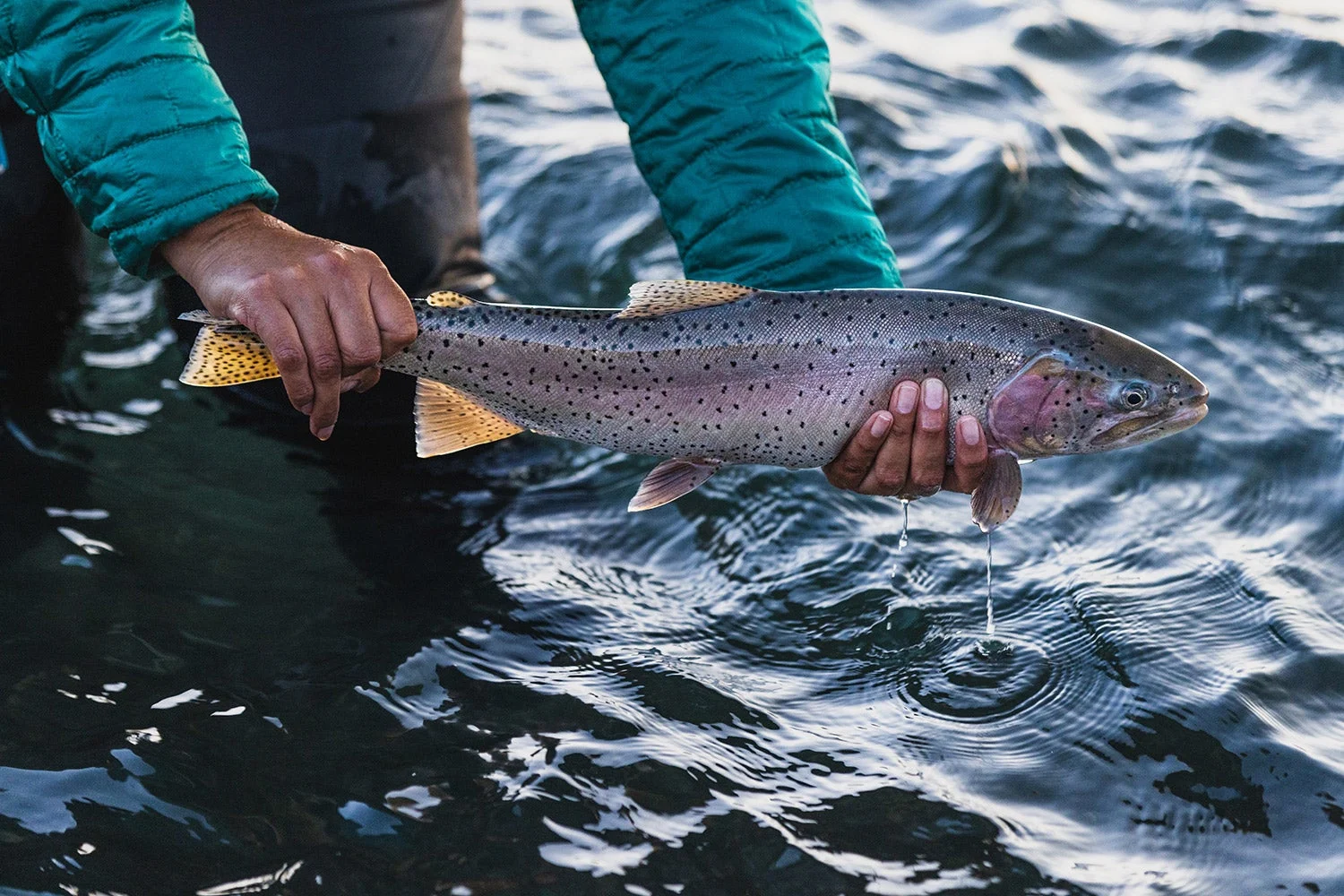 Angler holds trout above water