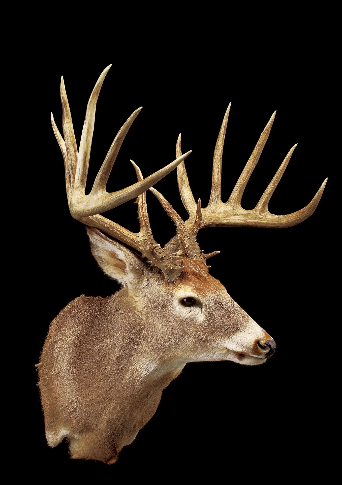 B&amp;C record whitetail deer from Washington