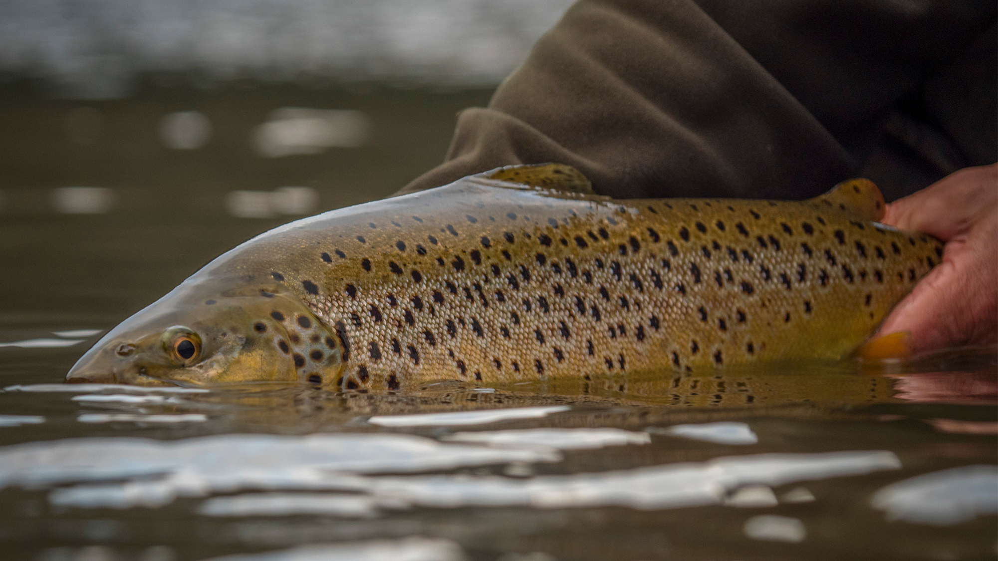 An angler releases a big brown trout at the surface of a river. 