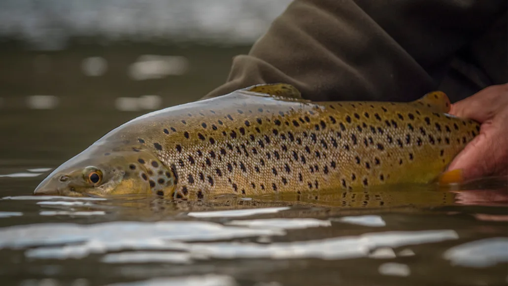 An angler releases a big brown trout at the surface of a river.