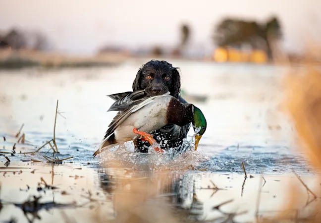 A boykin spaniel retrieving a mallard.