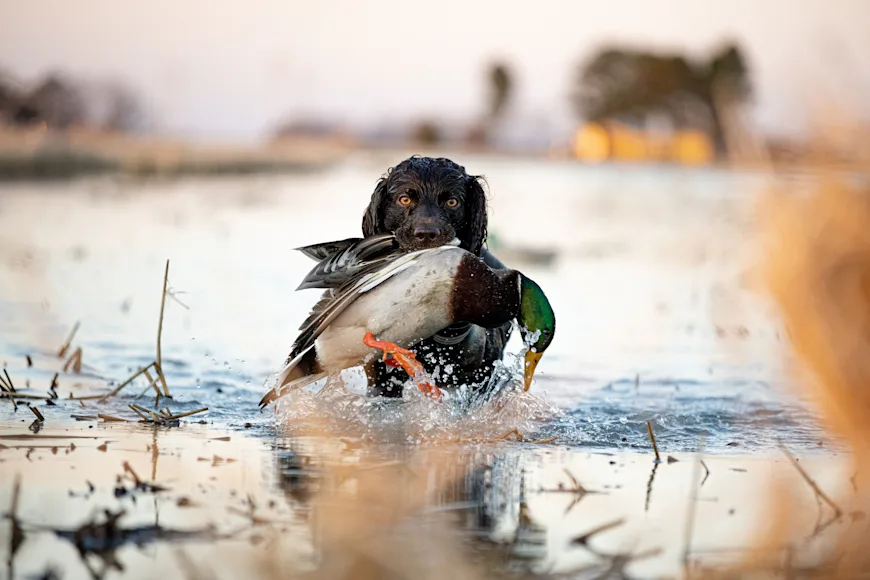A boykin spaniel retrieving a mallard.