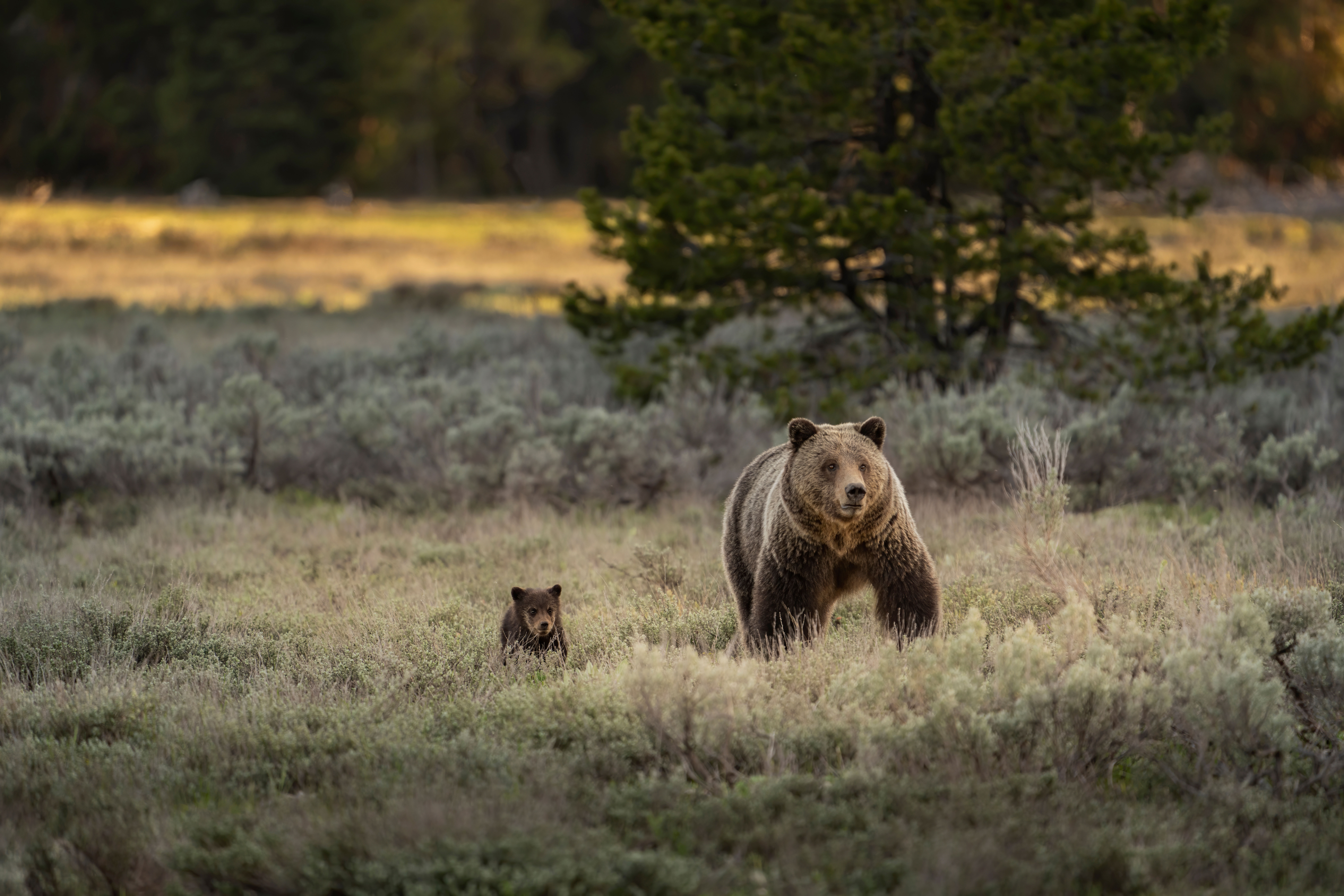 A sow grizzly with a cub in a field. 