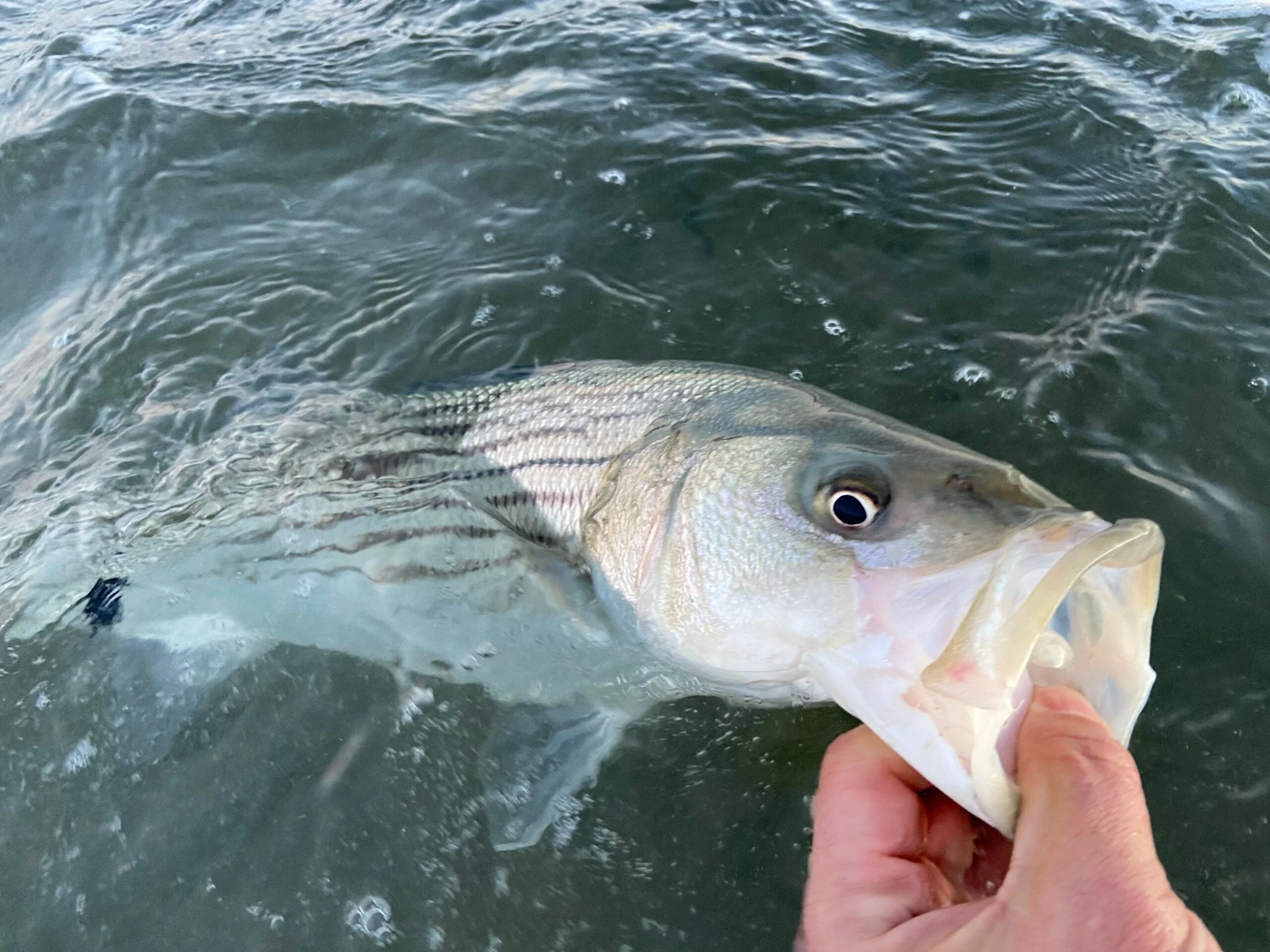 winter striped bass fishing