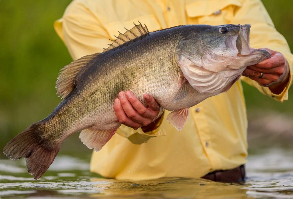 bass fishing, fishing tips, bass fishing locations