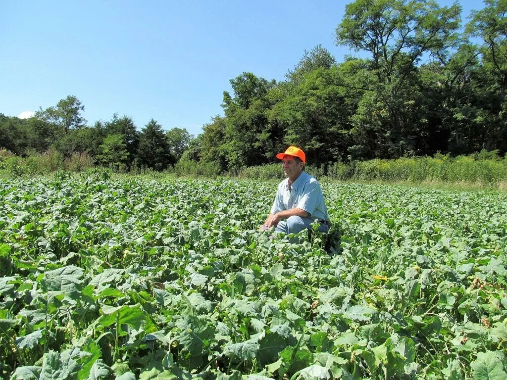 Man analyzing a winter food plot.