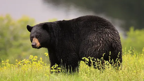 black-bear-lead-image