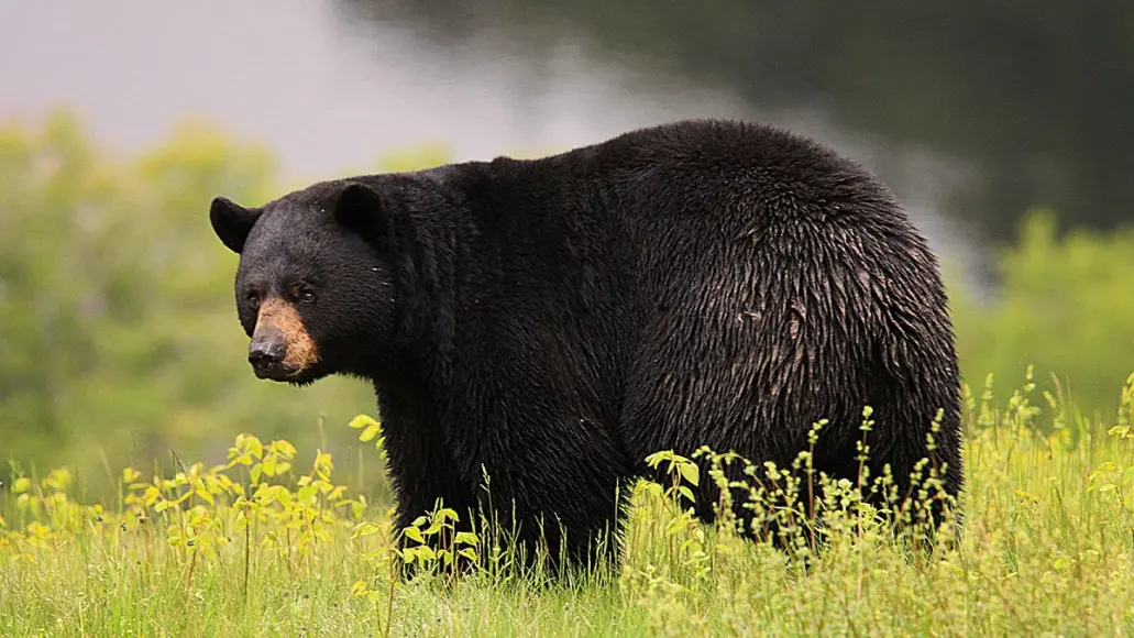 black-bear-lead-image