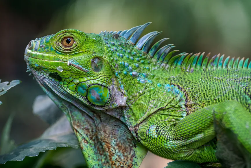 Green iguana on a branch.