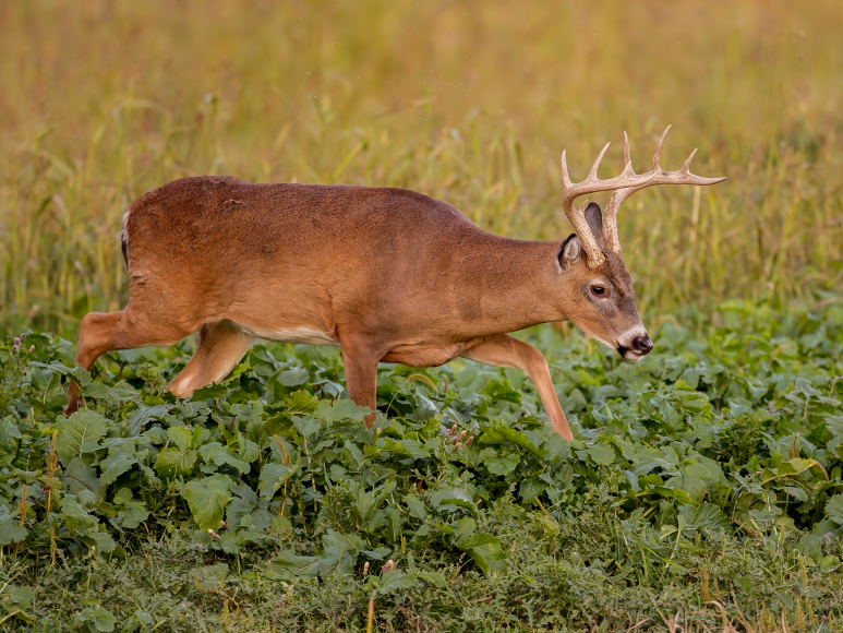 whitetail deer in food plot