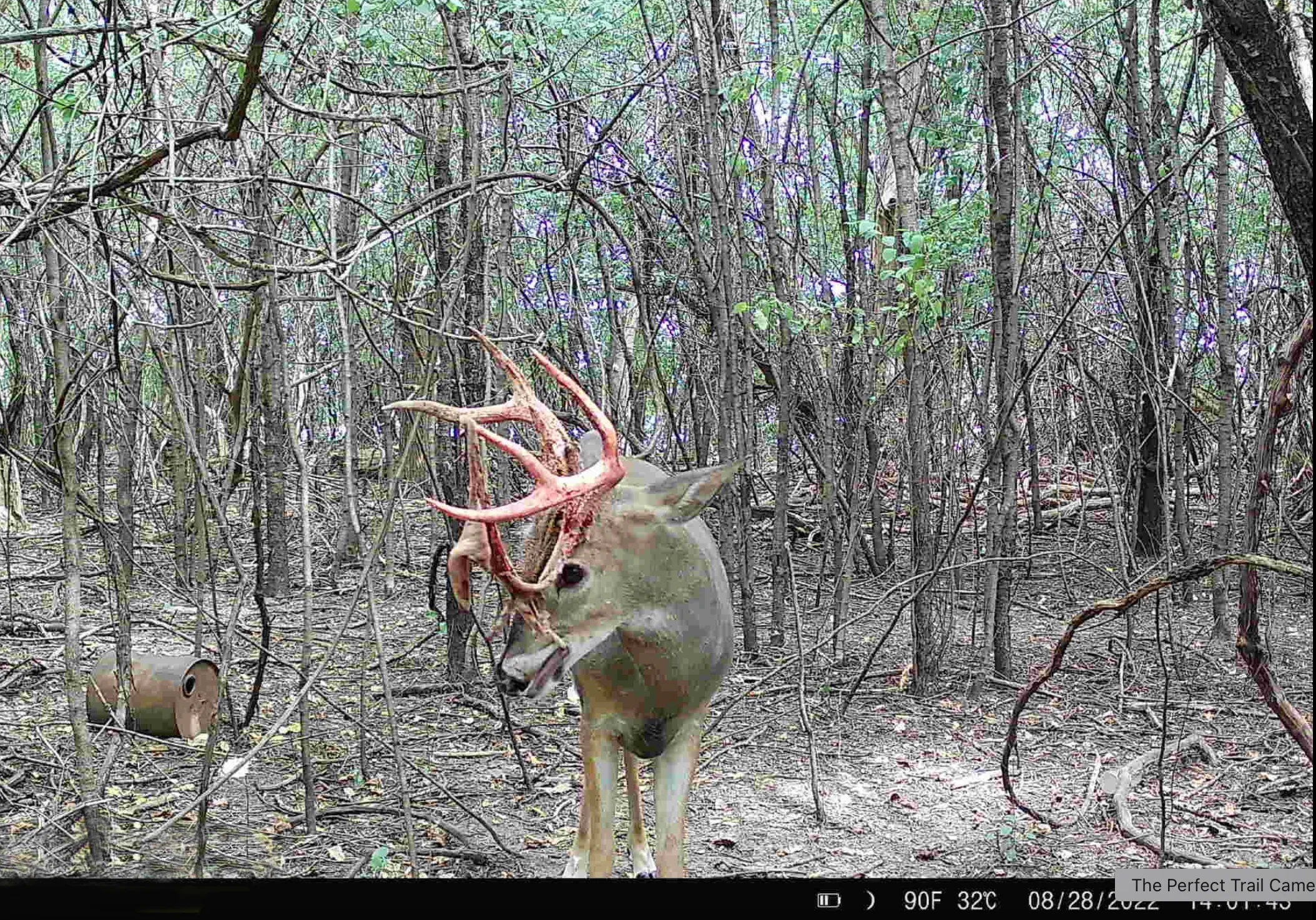 A trail camera photo of a whitetail buck eating it's own antler velvet.