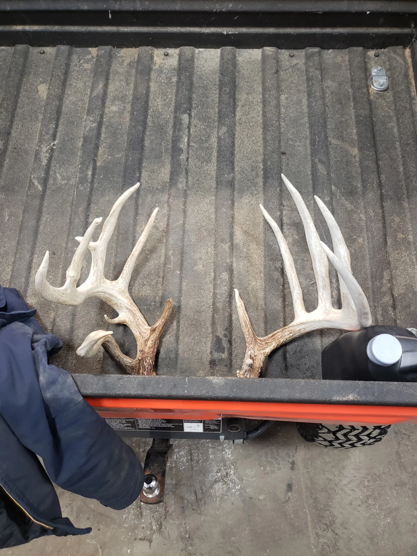 Antler sheds found by a whitetail hunter in Ohio. 