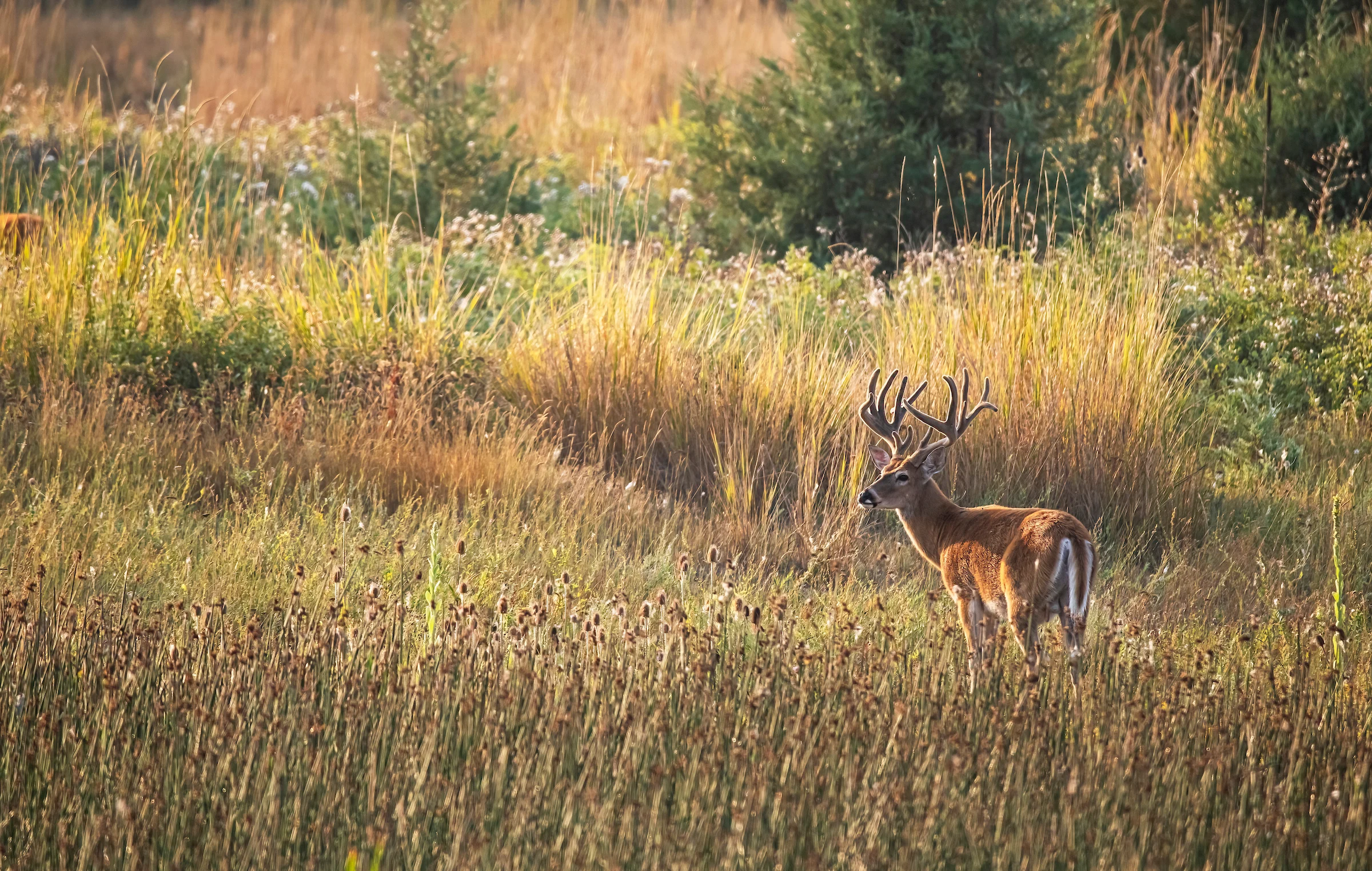 A big whitetail buck with velvet antlers looks out on a brushy field.