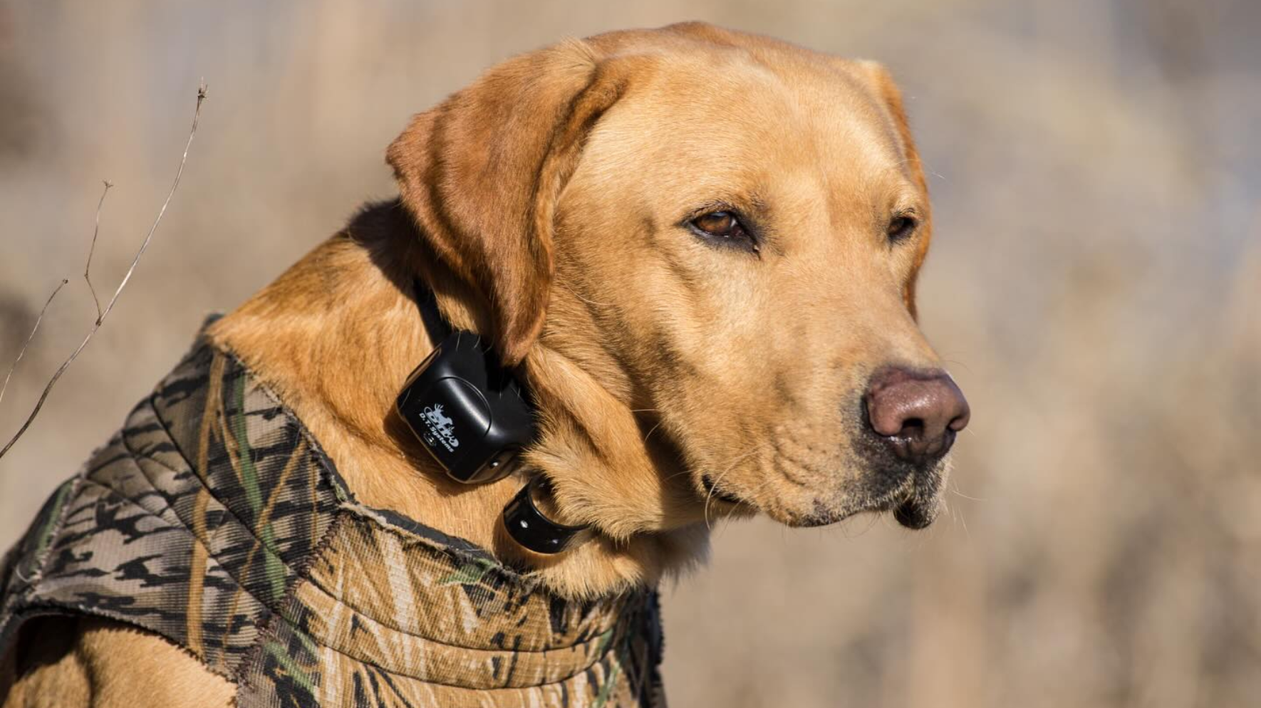 DT Systems Dog Training E-Collar