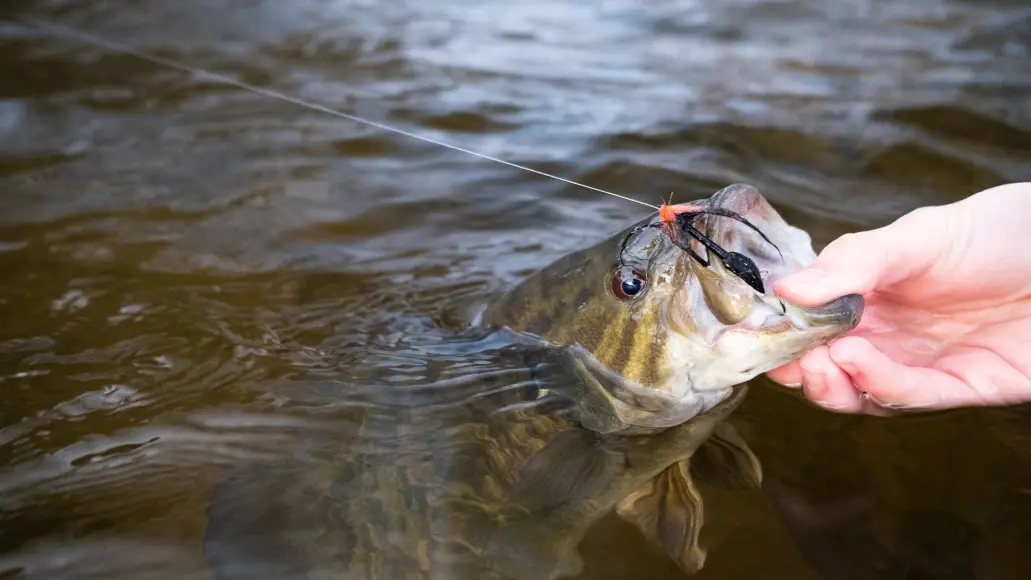 river-smallmouth