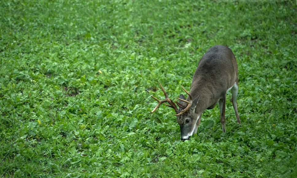 A whitetail buck eats brassicas in a food plot.