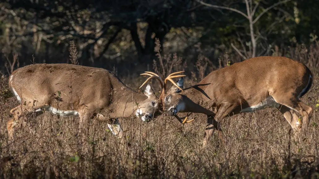 a pair of rutting whitetail buck lock antlers