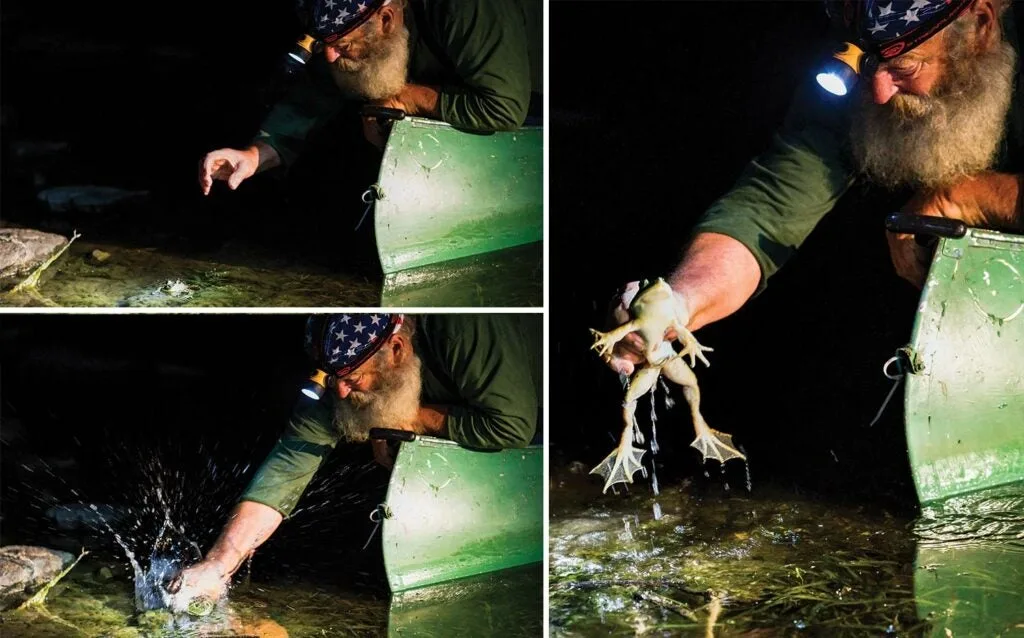 man grabbing frog with his bare hands