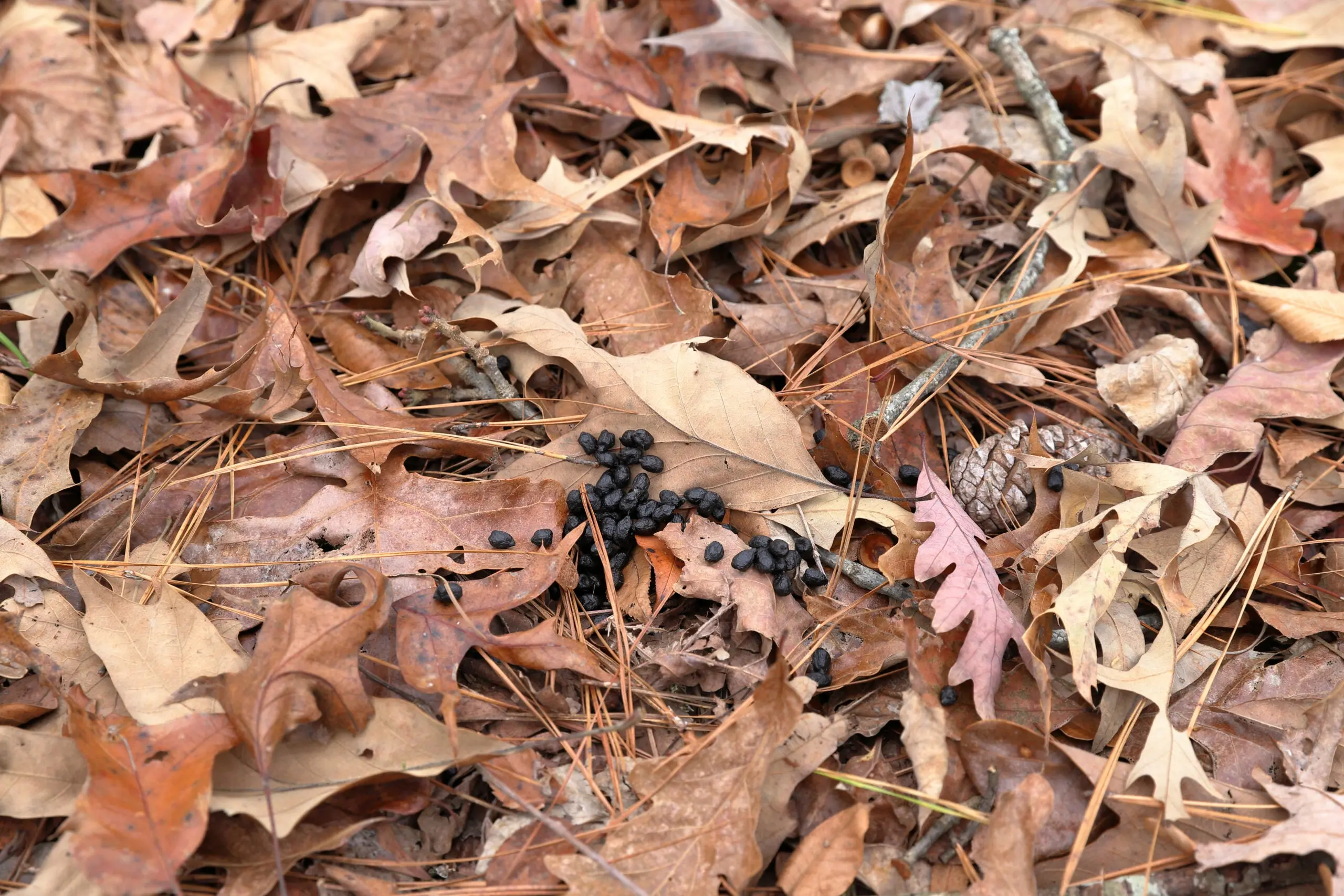 photo of deer poop