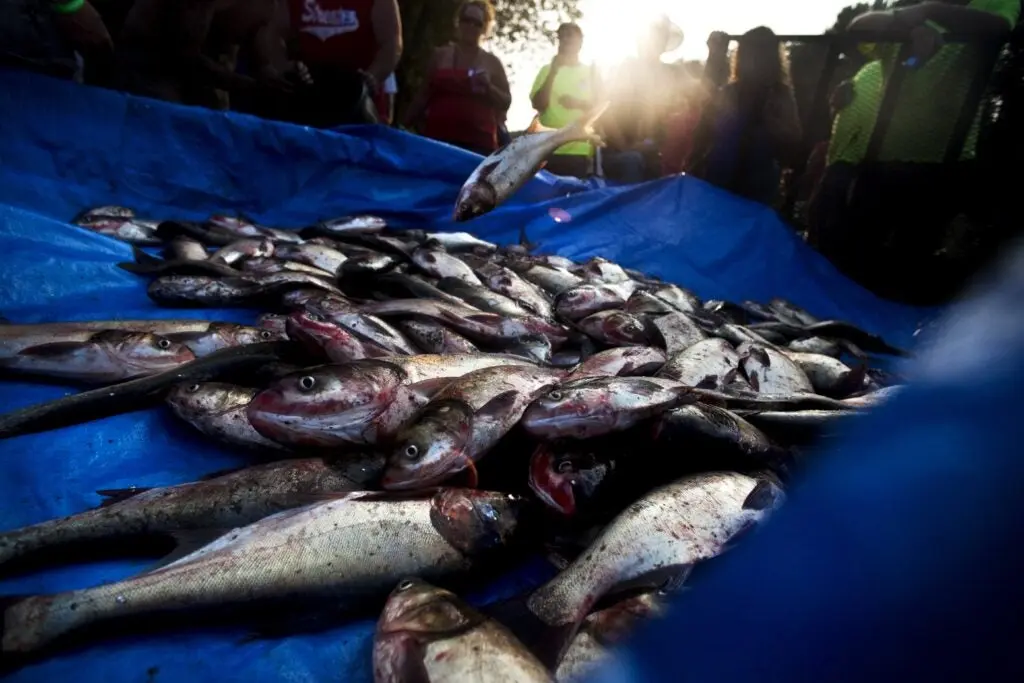 A pile of dead Asian carp on a blue tarp.