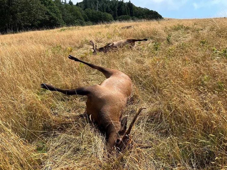 Dead elk lay in a grass field