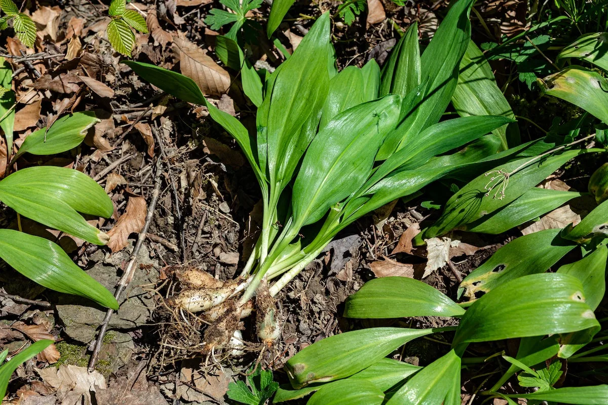 picked ramps on the forest floor.