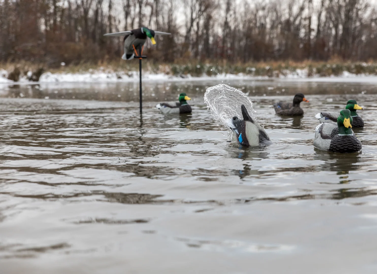 Mallard decoys in the water