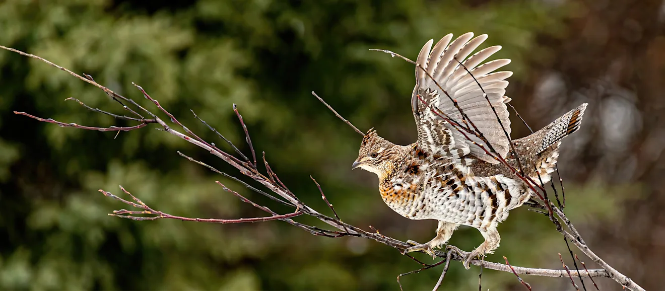 A ruffed grouse flies off a branch in the woods.