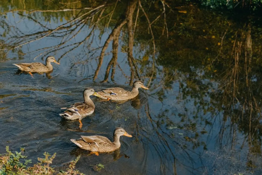 Group of 4 American Black Duck on the water in a riparian forest.