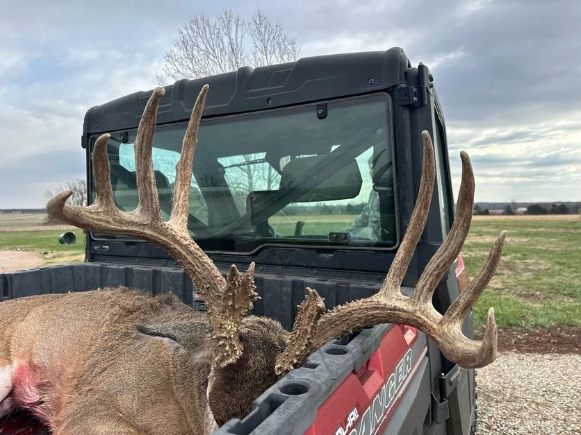 The antlers of a big whitetail buck stick up from the bed of a UTV. 