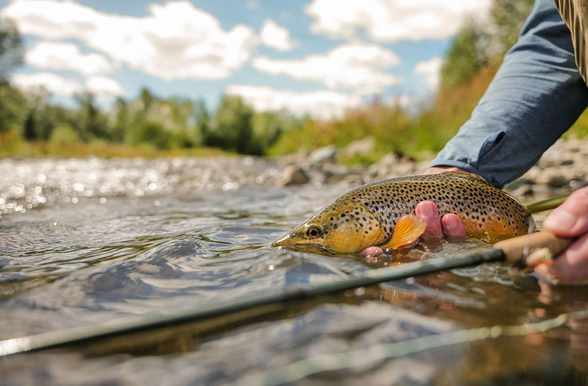 An angler holds a brown trout caught in a Montana trout stream.