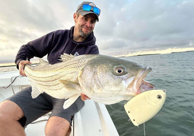 Angler holding up a striped bass