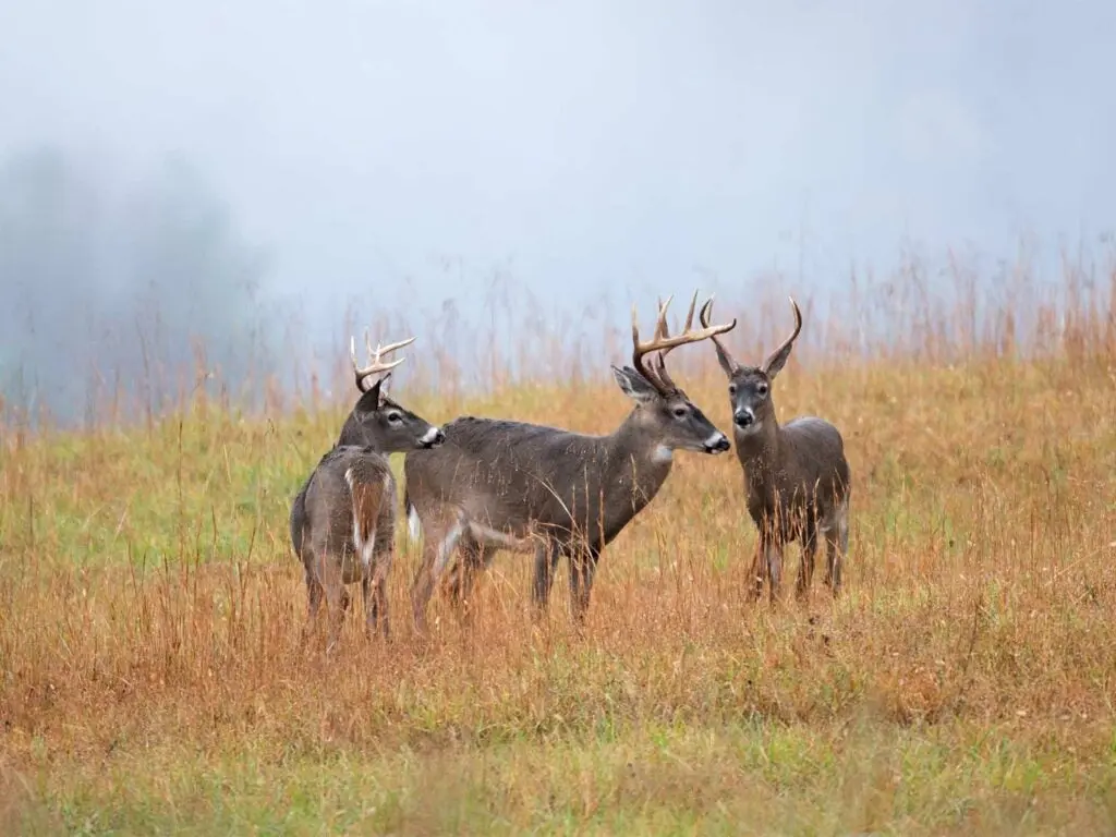 A group of bachelor bucks.